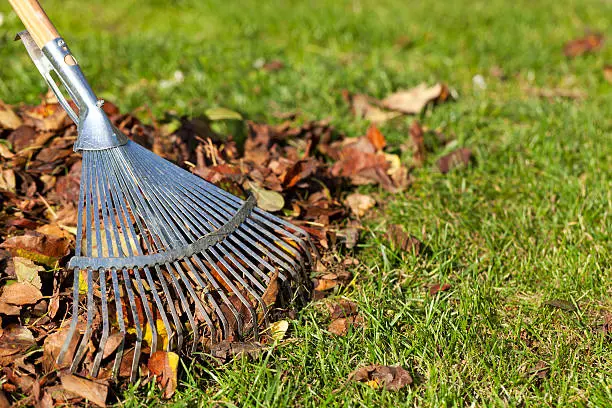 Yard Cleanup in South Bend, IN